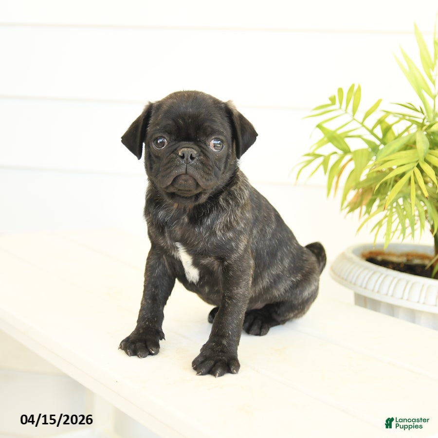 Pug dogs Parker - Ad 2