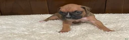 Boxer dogs for sale: Moxy - Ad 2