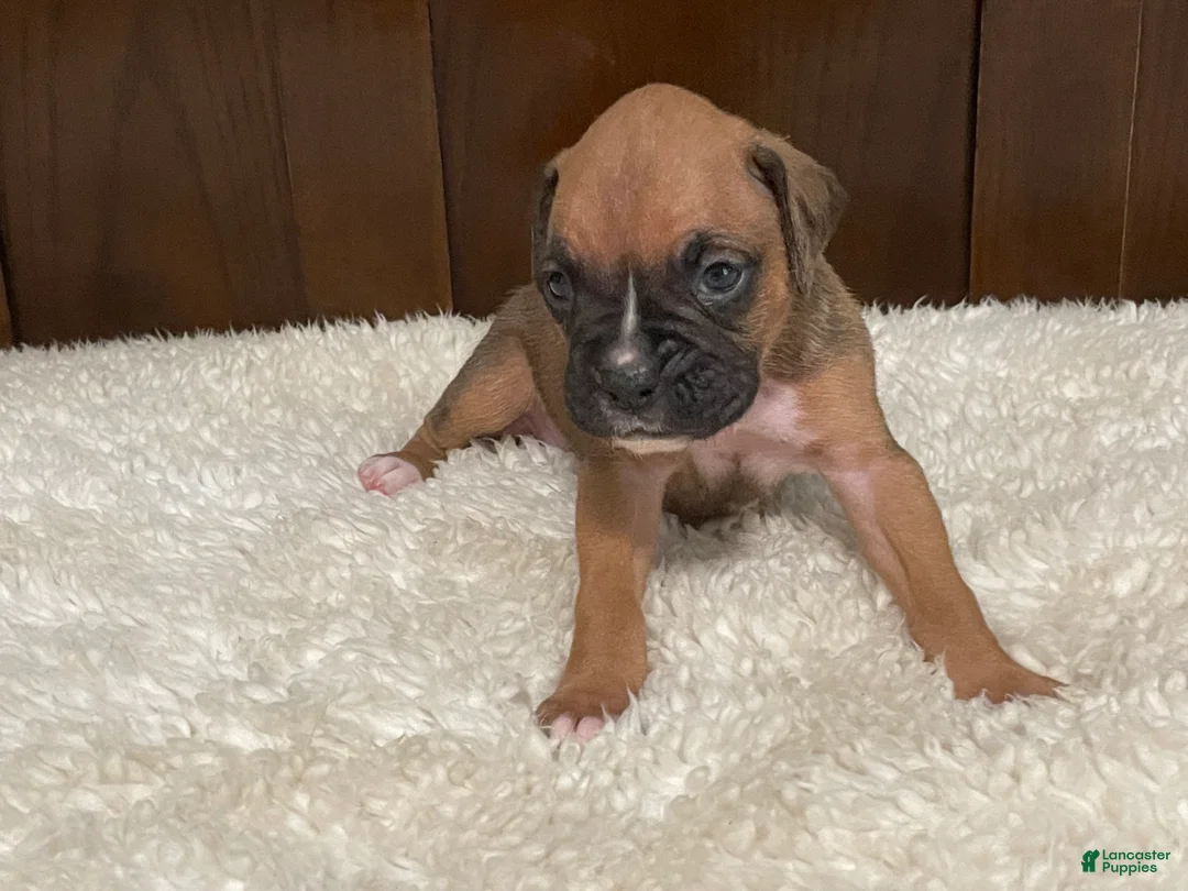 Boxer dogs for sale: Moxy - Ad 2