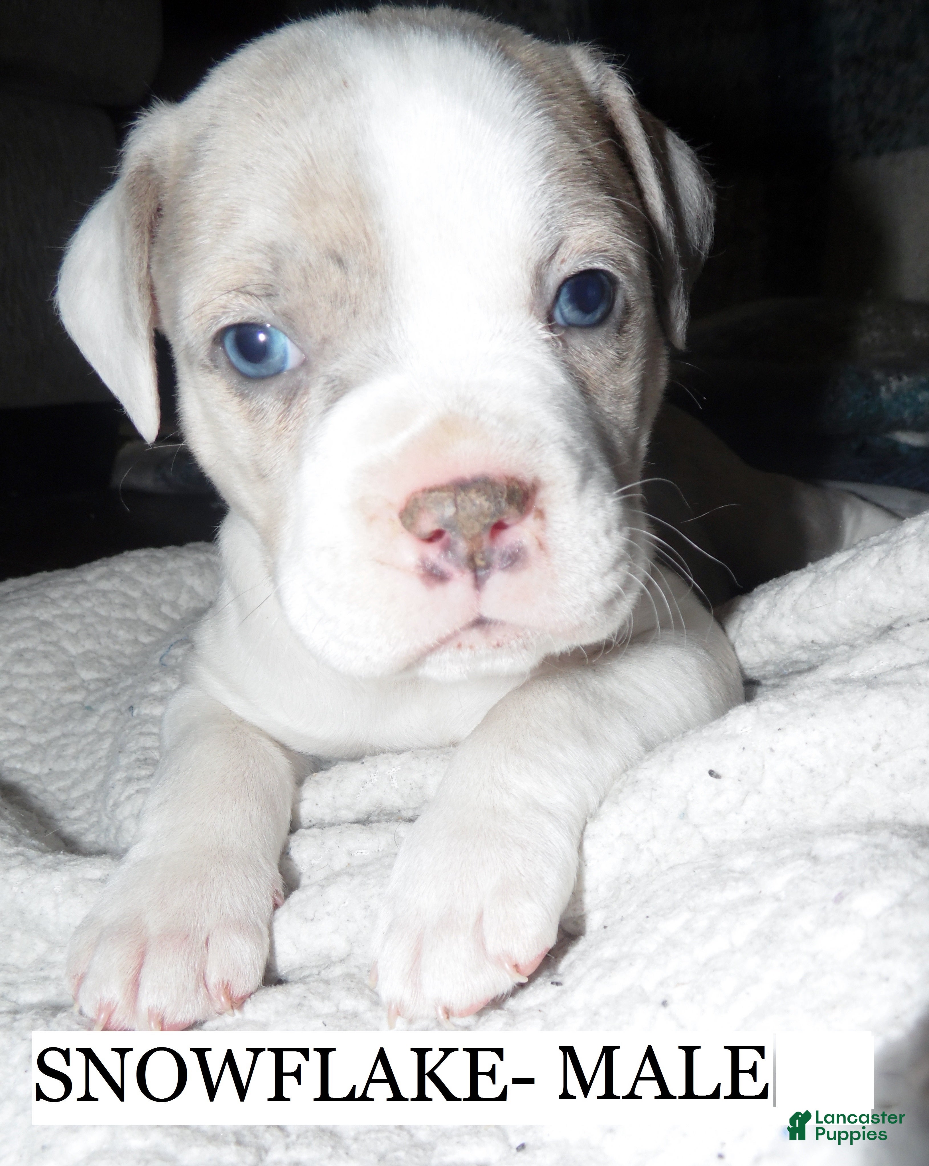 American Pit Bull Terrier dogs SNOWFLAKE  - Ad 12