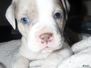 American Pit Bull Terrier dogs SNOWFLAKE - Ad 18