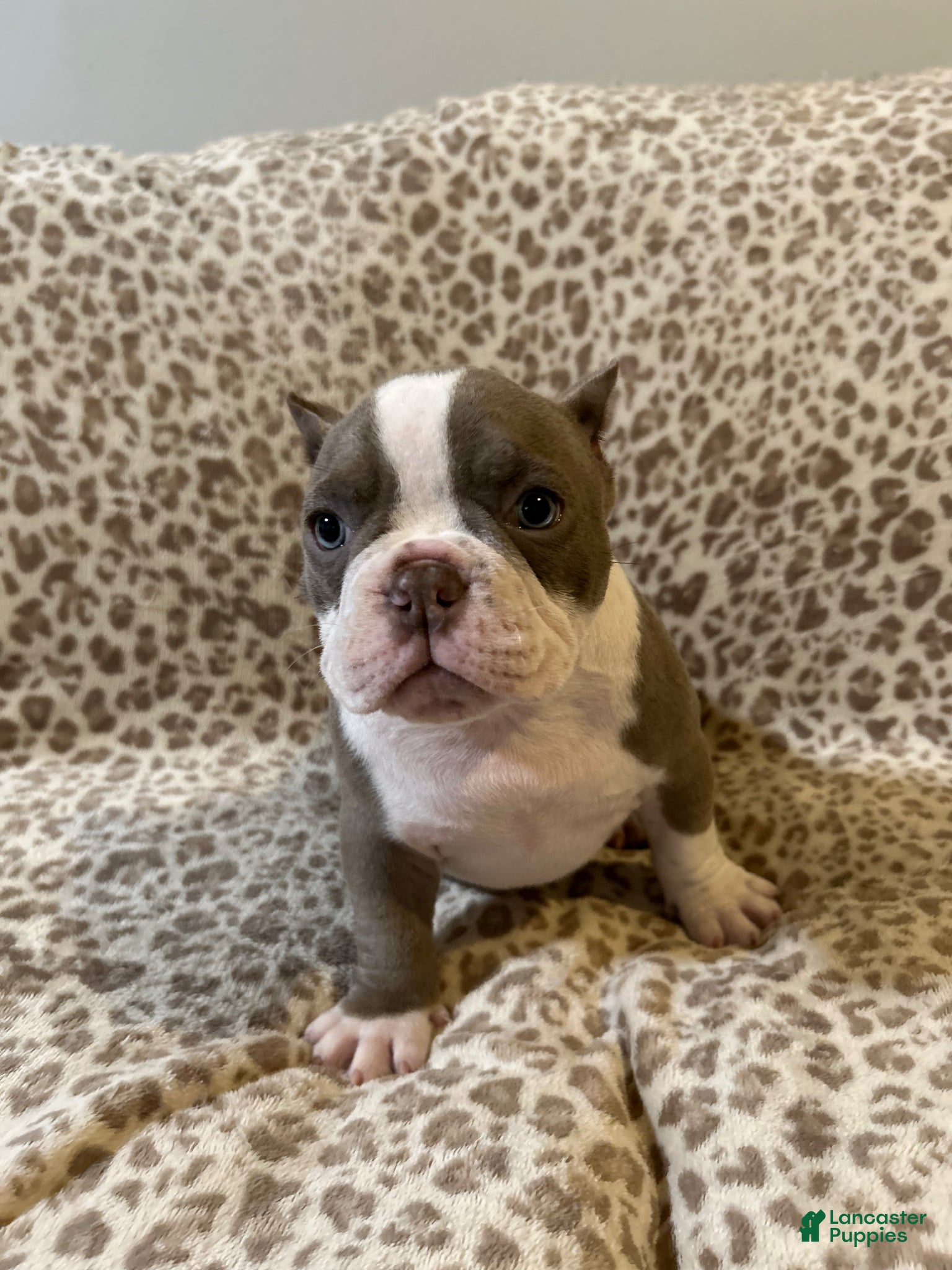 American Bully dogs American Bully Puppy 2 - Ad 34