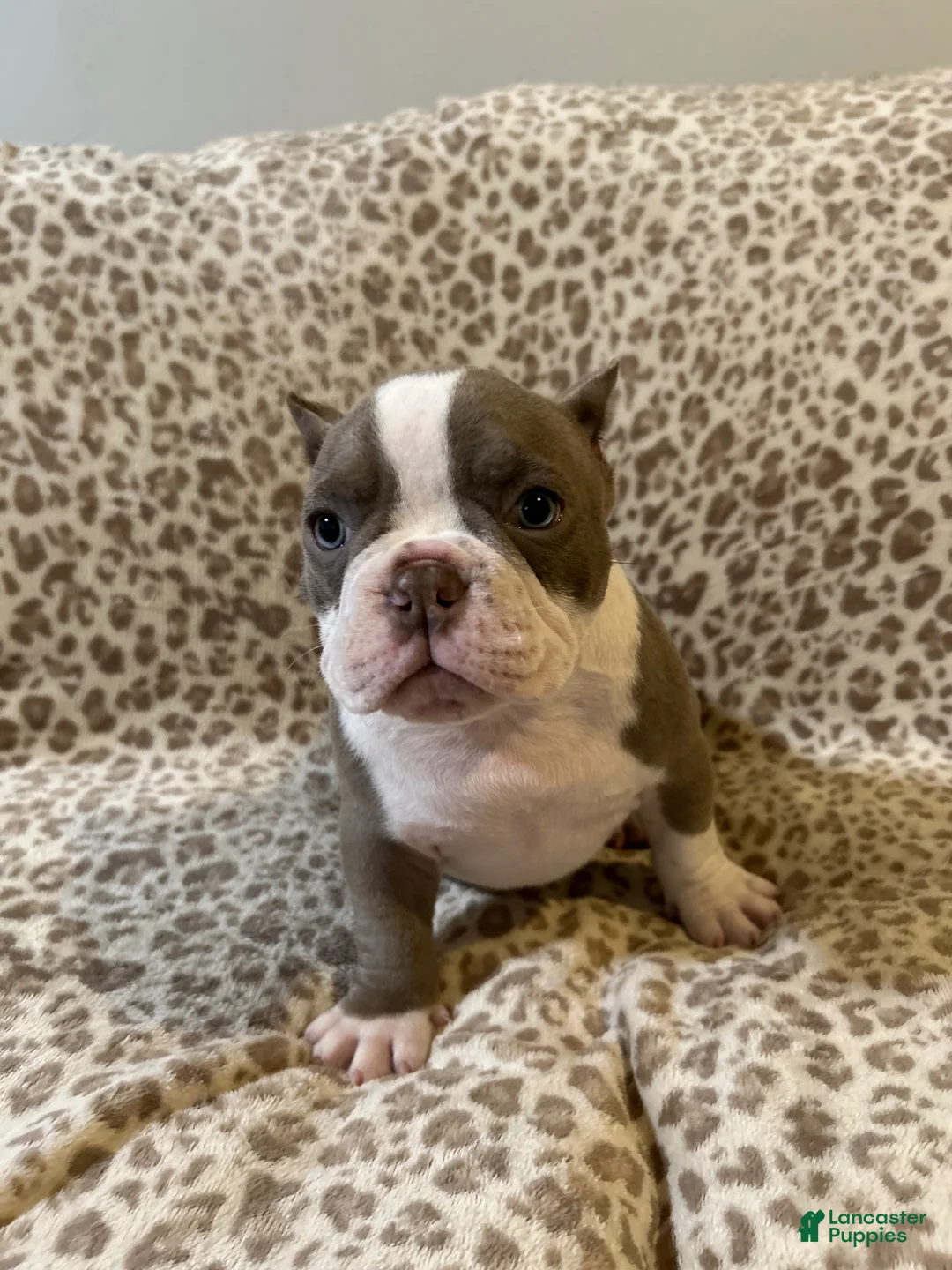 American Bully dogs for sale: American Bully Puppy 2 - Ad 1