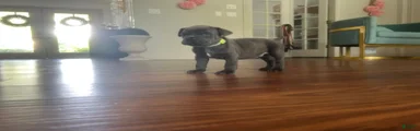 Cane Corso Puppy 1