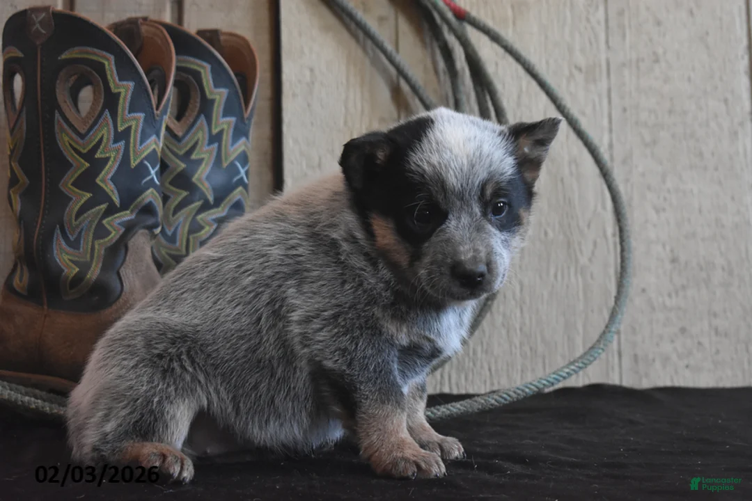 Australian Cattle Dog dogs for sale: Bobby Jo - Ad 5
