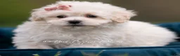 Maltipoo dogs for sale: Trixie - Ad 3