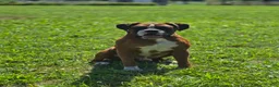 Boxer dogs for sale: Beverly - Ad 10
