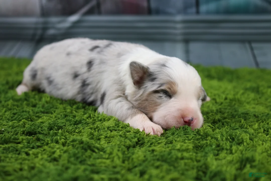 Australian Shepherd dogs for sale: Australian Shepherd Puppy 1 - Ad 1