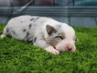 Australian Shepherd dogs Australian Shepherd Puppy 1 - Ad 10