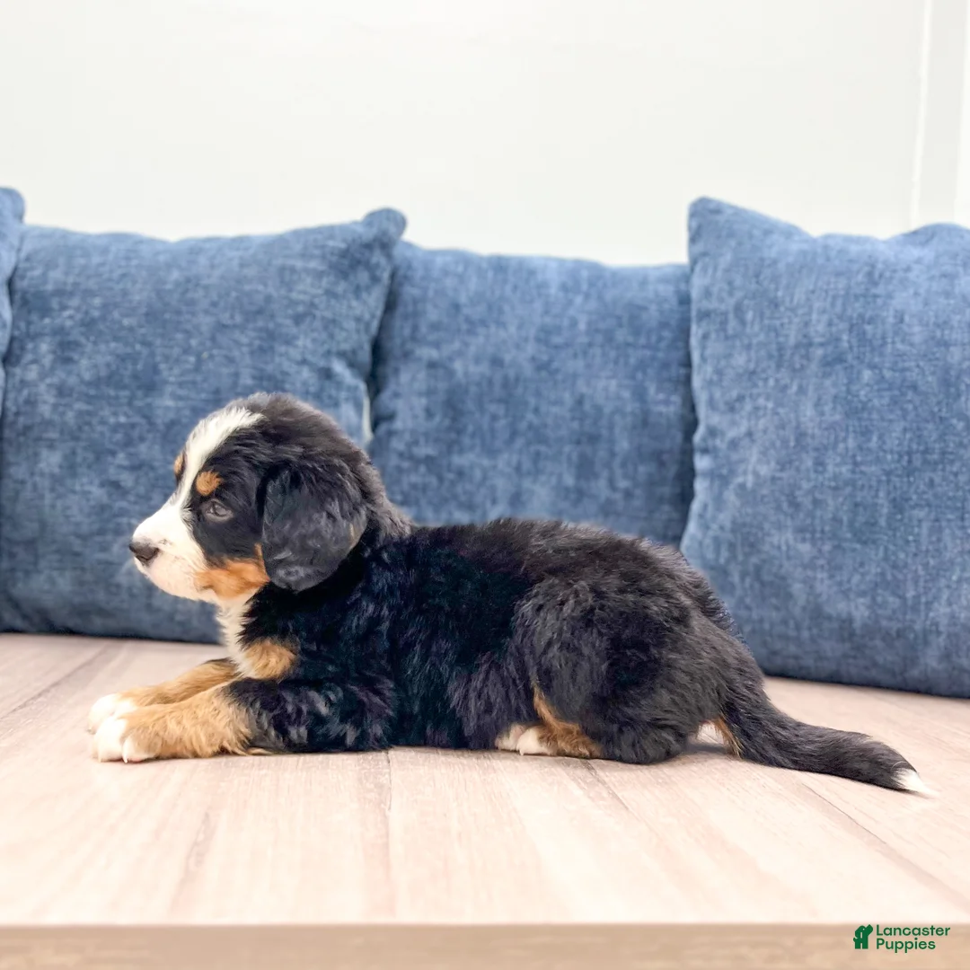 Bernese Mountain Dog dogs for sale: Jette - Ad 2