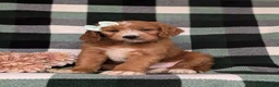 Goldendoodle dogs for sale: Viktoria - Ad 3