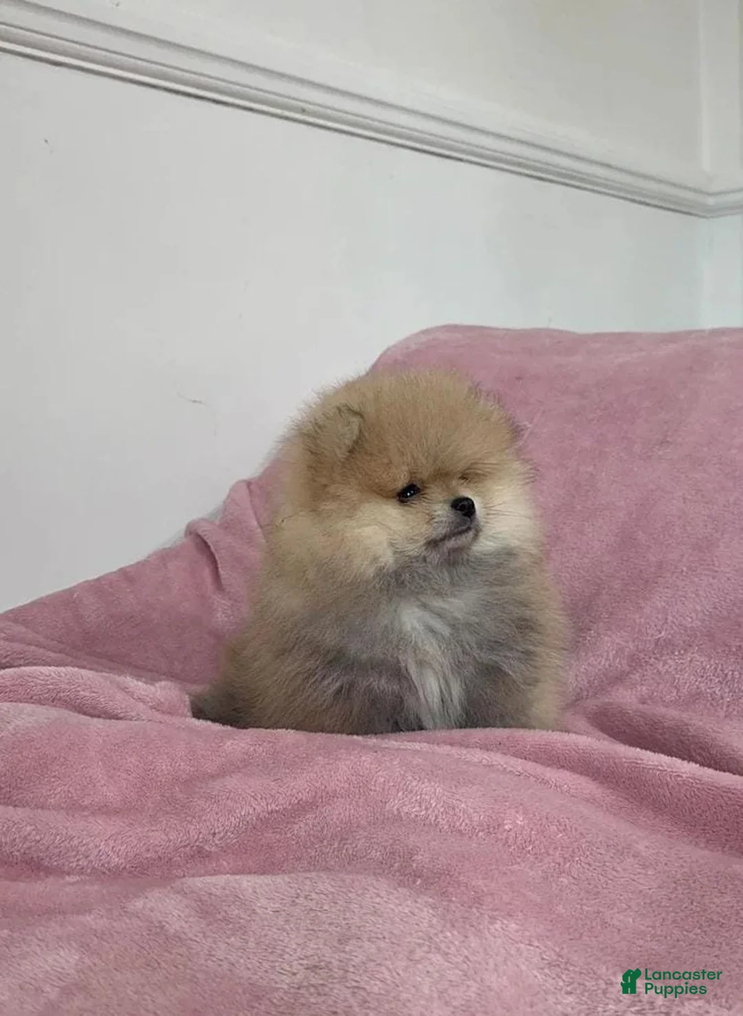 Pomeranian dogs for sale: Maya - Ad 24