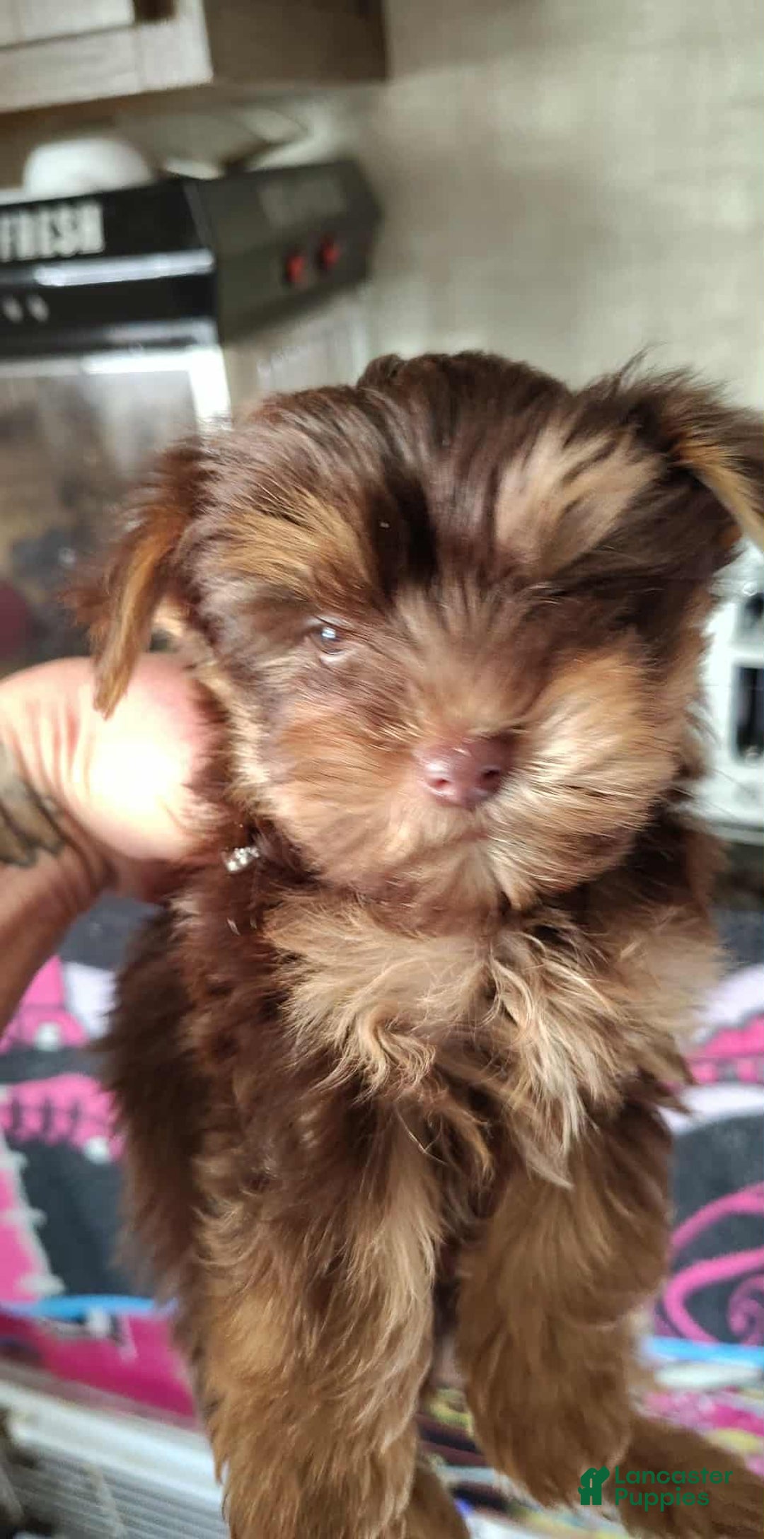 Yorkshire Terrier dogs for sale: Yorkshire Terrier Puppy 2 - Ad 1