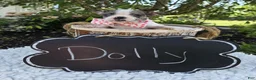 Boston Terrier dogs for sale: Dolly - Ad 7