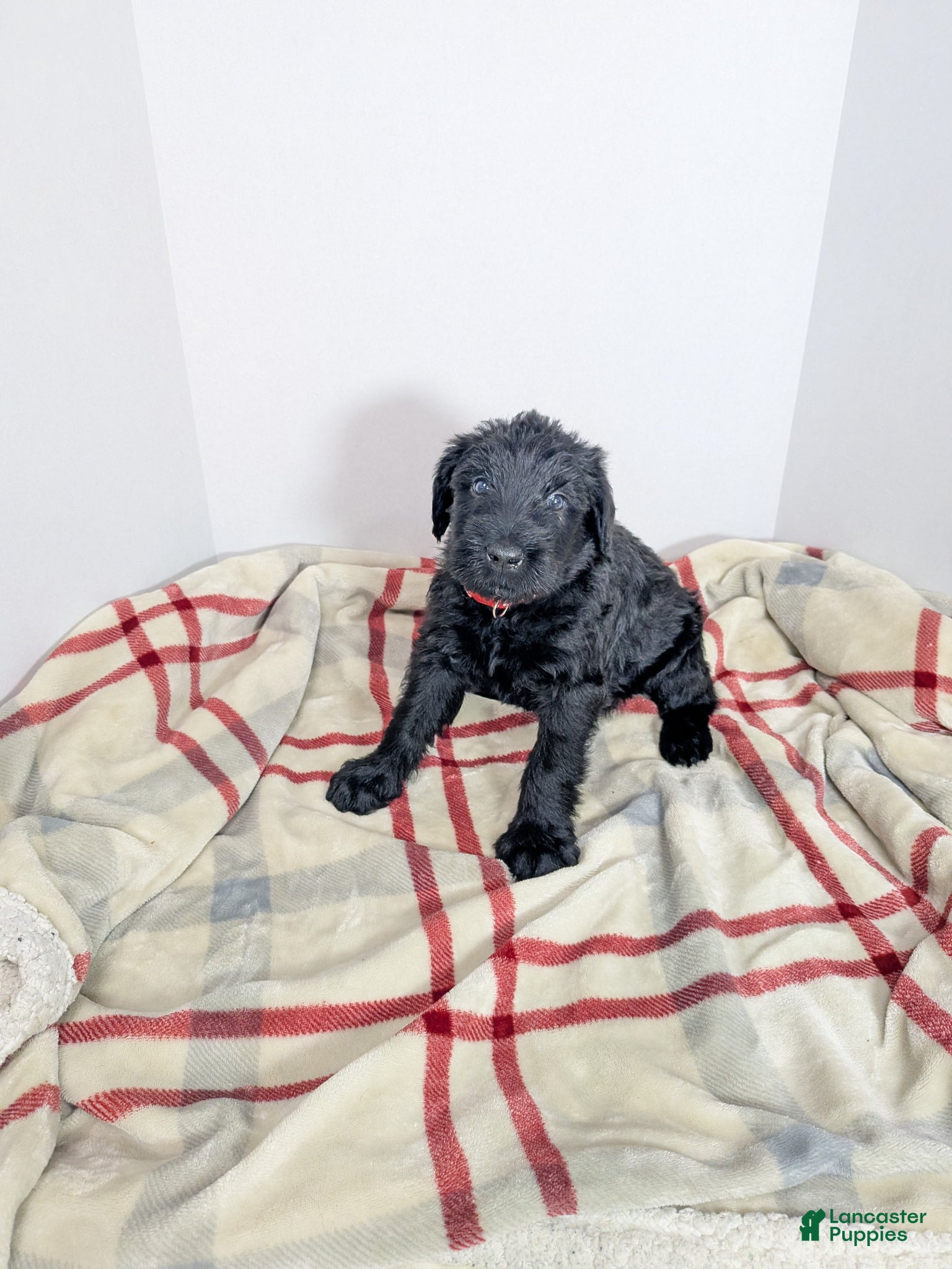 Giant Schnauzer dogs Giant Schnauzer Puppy 2 Red - Ad 1