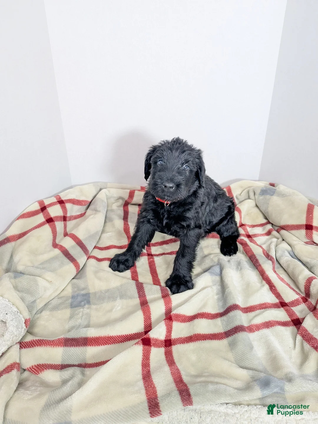 Giant Schnauzer dogs for sale: Giant Schnauzer Puppy 2 Red - Ad 1