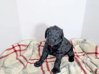 Giant Schnauzer dogs for sale: Giant Schnauzer Puppy 2 Red - Ad 1