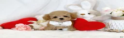 Toy Poodle dogs for sale: Linda - Ad 3