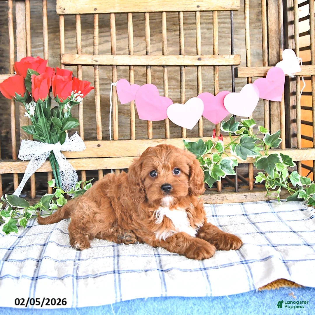 Cavapoo dogs for sale: Amber - Ad 4
