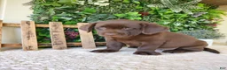 Labrador Retriever dogs for sale: Mindy - Ad 11