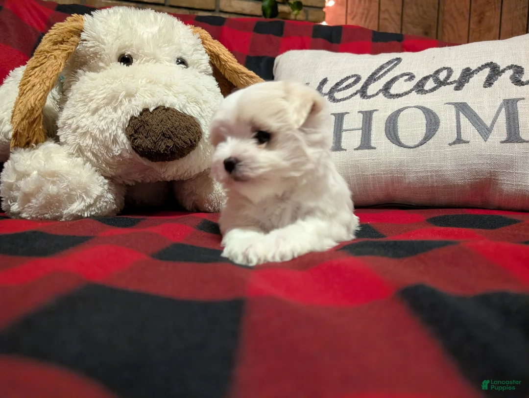 Maltese dogs for sale: Maltese Puppy 2 - Ad 7