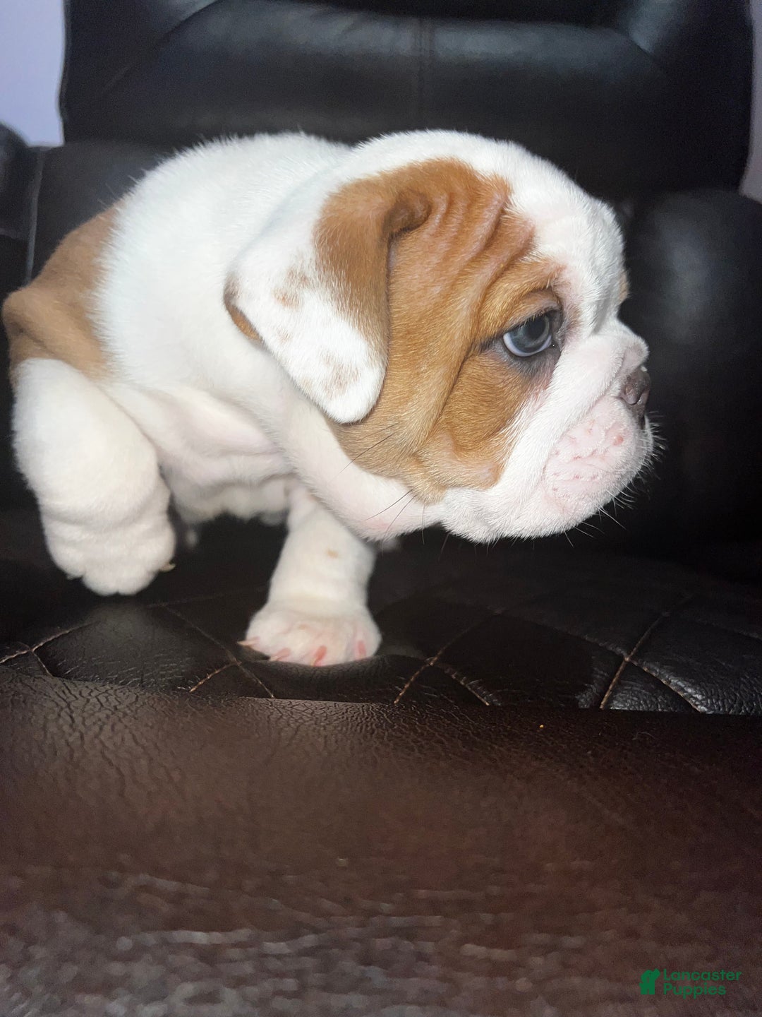 English Bulldog dogs for sale: English Bulldog litter of 5 puppies - Ad 26