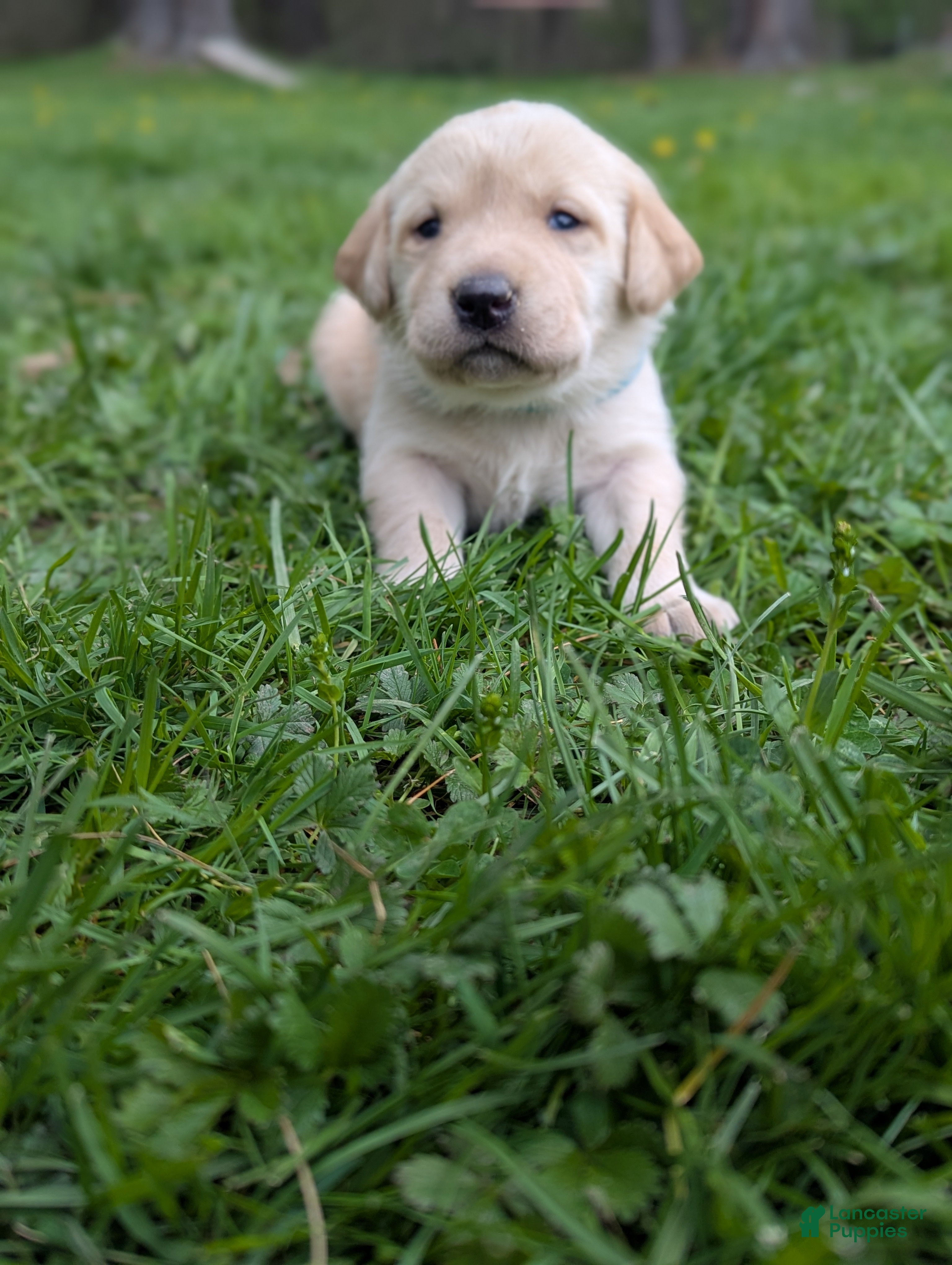 Labrador Retriever dogs Hazel - Ad 1