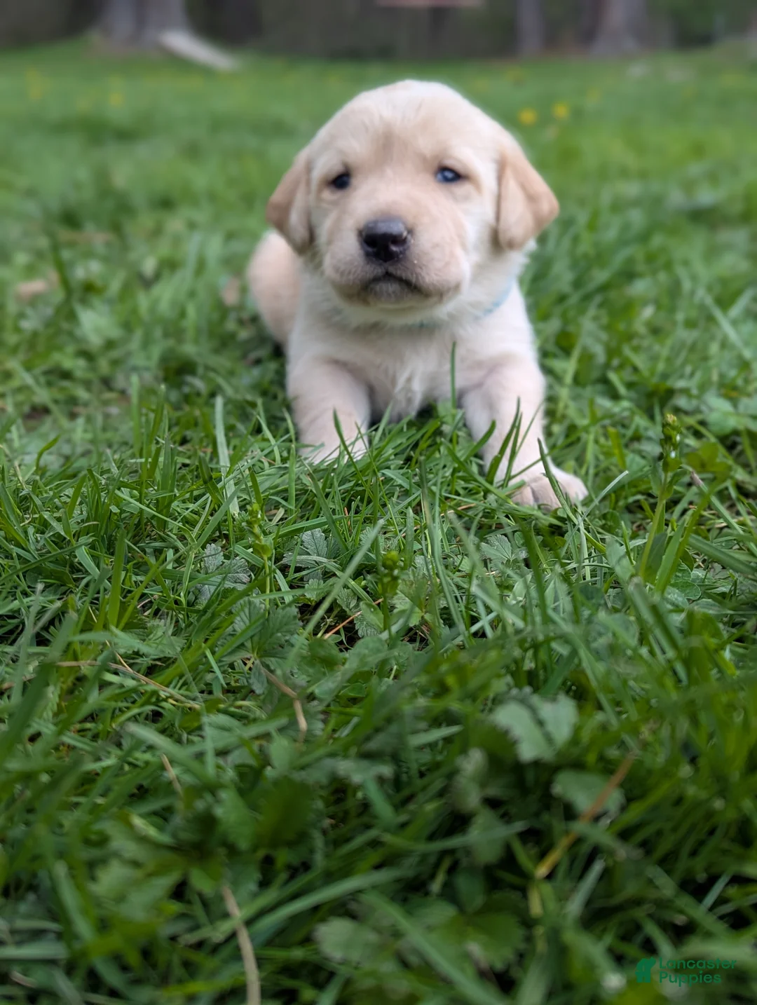 Labrador Retriever dogs for sale: Hazel - Ad 1