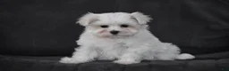 Maltese dogs for sale: Macy - Ad 4