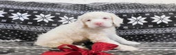 Cocker Spaniel dogs for sale: Vanilla - Ad 5