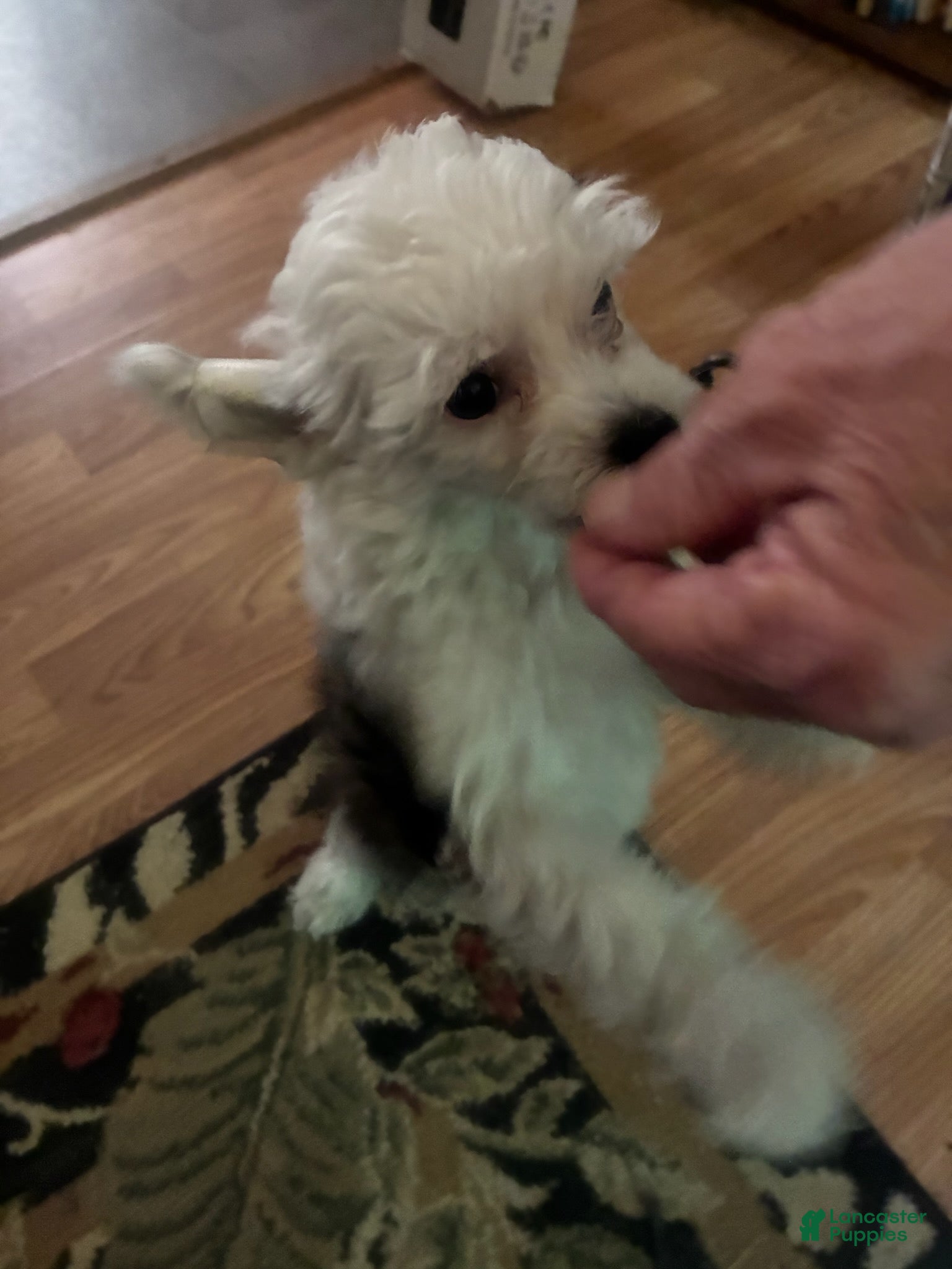 Chinese Crested dogs Boy - Ad 7