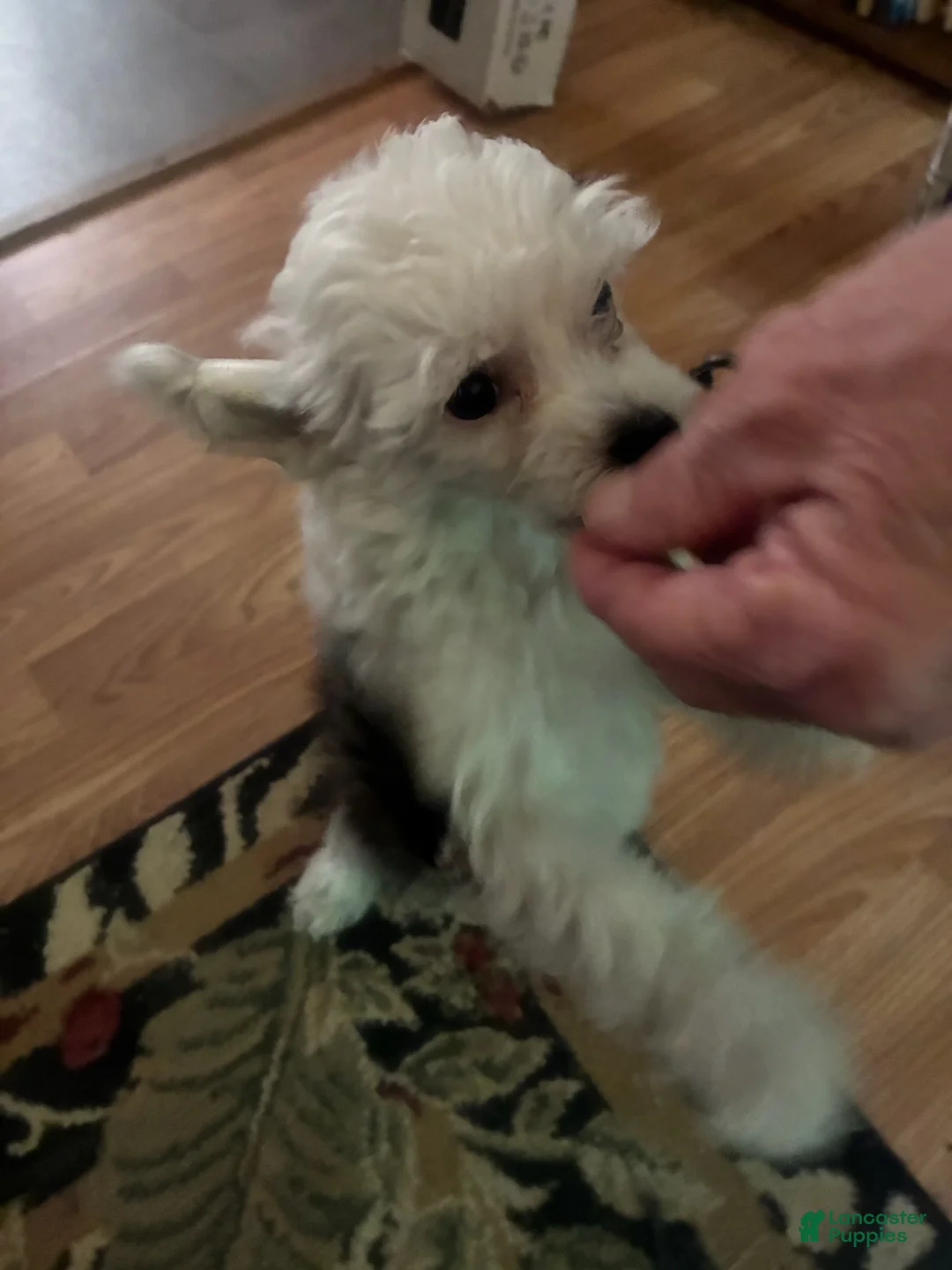 Chinese Crested dogs for sale: Boy - Ad 1