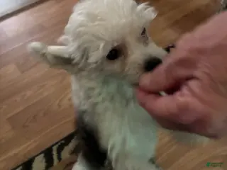 Chinese Crested dogs Boy - Ad 7