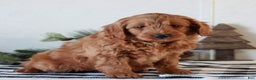 Mini Goldendoodle dogs for sale: Gemma  - Ad 1