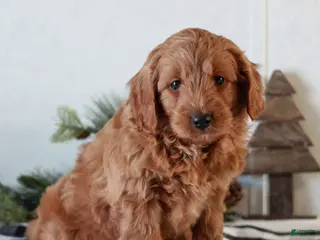 Mini Goldendoodle dogs Gemma - Ad 36