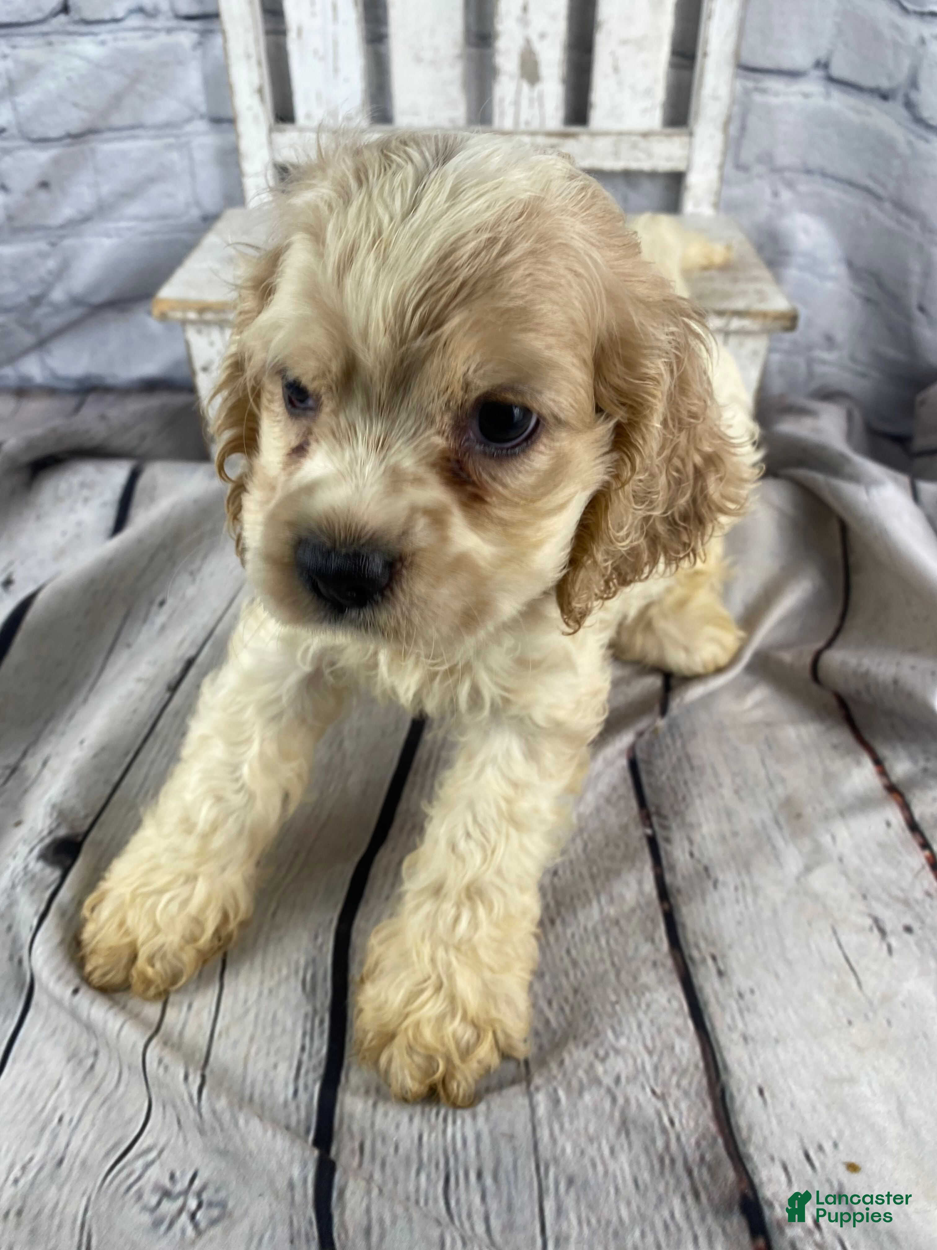 Cocker Spaniel dogs Biscuit - Ad 2