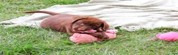 Labrador Retriever dogs for sale: Nutella - Ad 2