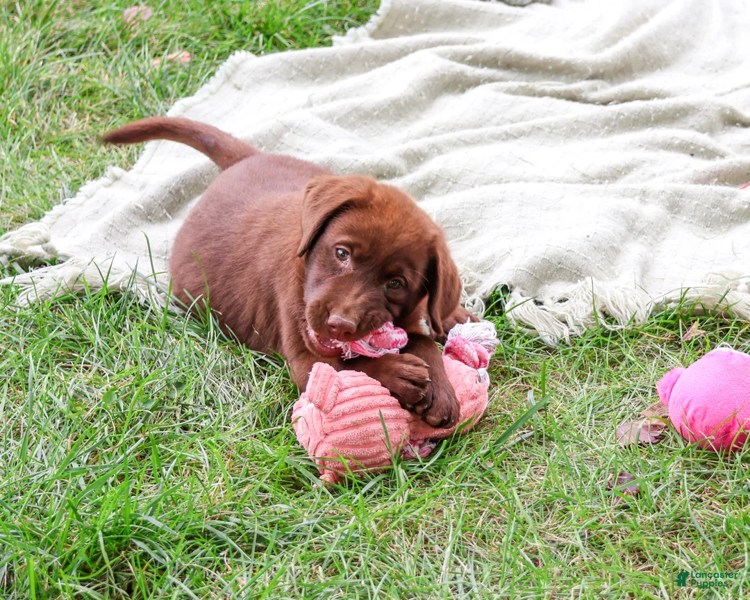 Labrador Retriever dogs for sale: Nutella - Ad 2