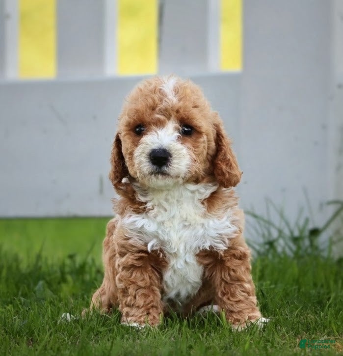 Miniature Labradoodle dogs Monica - Ad 1