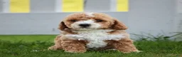 Miniature Labradoodle dogs for sale: Monica - Ad 1