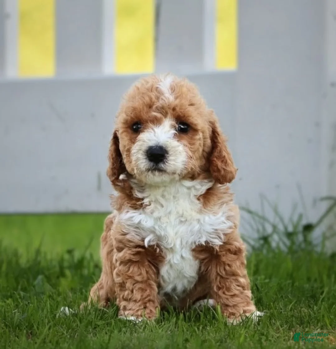 Miniature Labradoodle dogs for sale: Monica - Ad 1