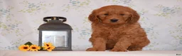 Mini Goldendoodle dogs for sale: Alex - Ad 1