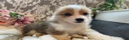 Welsh Corgi Pembroke dogs for sale: Sage - Ad 3