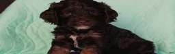 Cockapoo dogs for sale: Cockapoo Puppy 1 - Ad 2