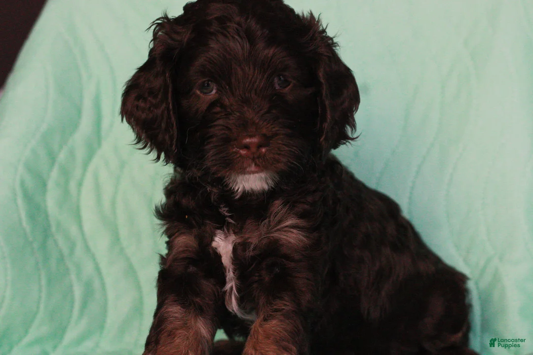 Cockapoo dogs for sale: Cockapoo Puppy 1 - Ad 2
