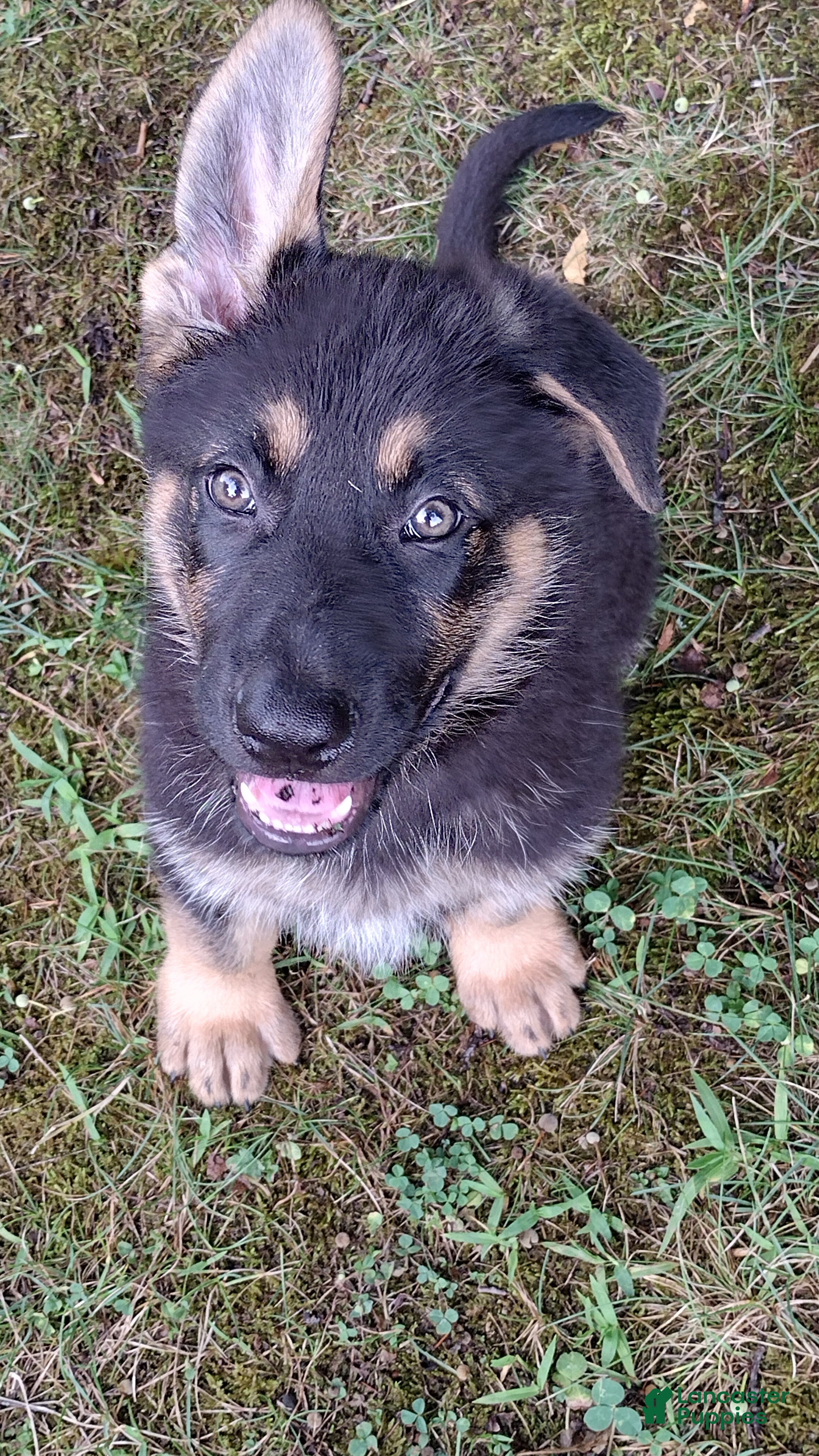 German Shepherd dogs Marmaduke  - Ad 2