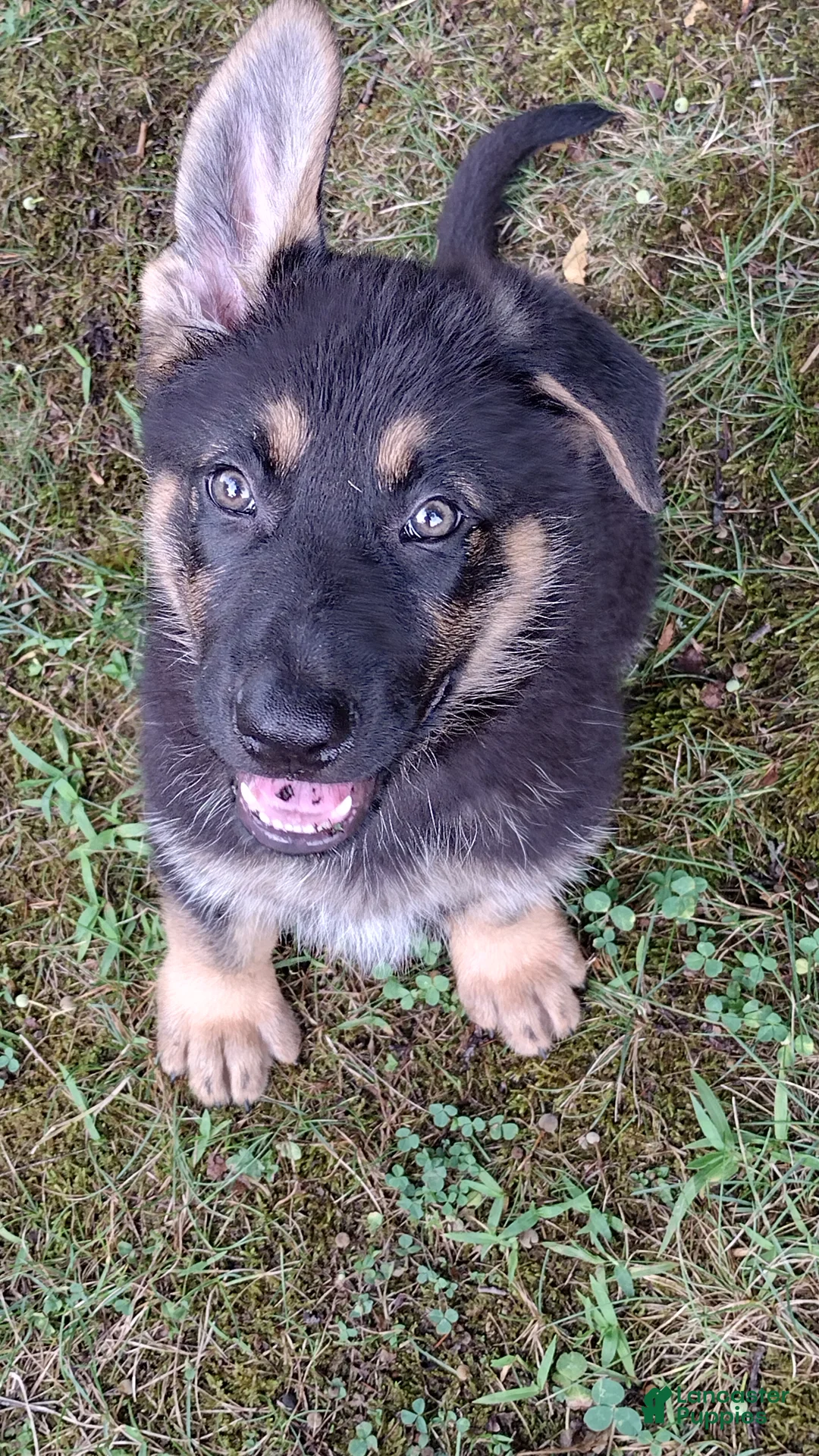 German Shepherd dogs for sale: Marmaduke  - Ad 2