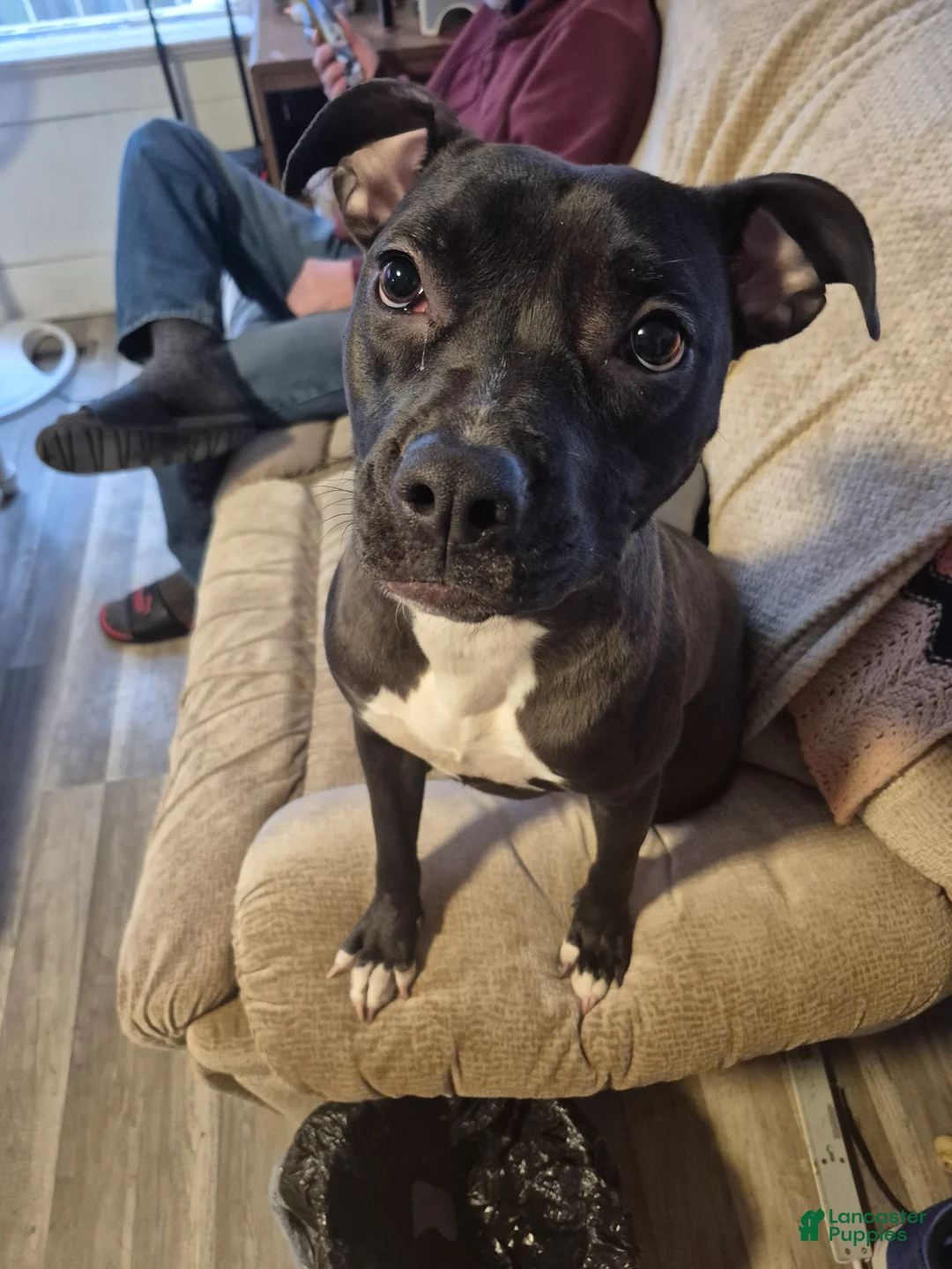 American Pit Bull Terrier dogs for sale: American Pit Bull Terrier Puppy 1 - Ad 4