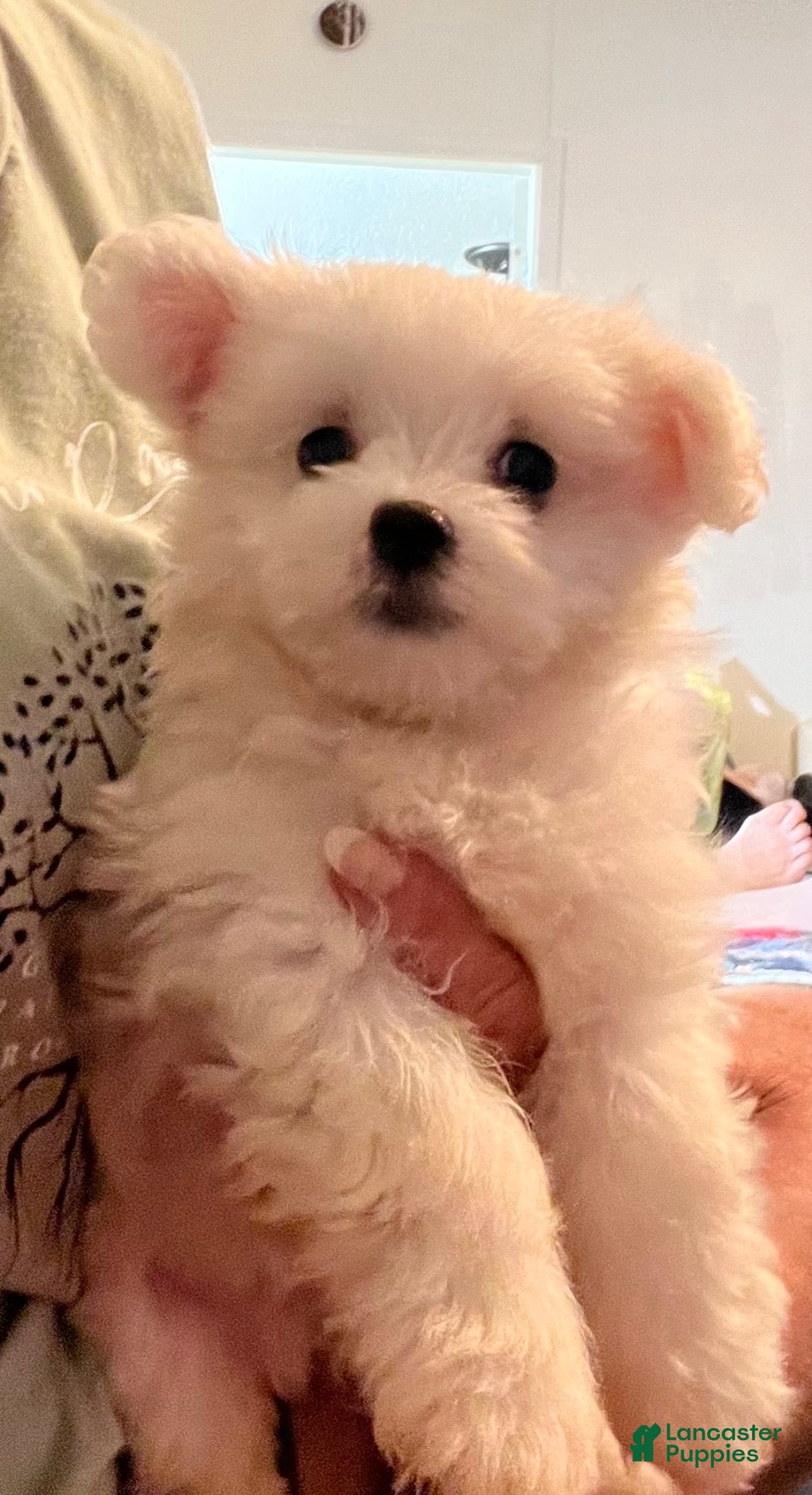 Maltese dogs Maltese 4 - Ad 17