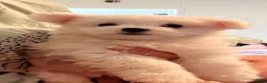 Maltese 4